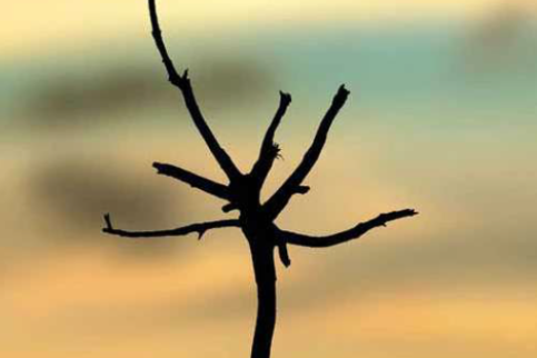 פיברומיאלגיה